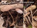 Gymnopus terginus-amf2189-1